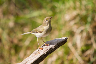 Close-up of bird perching on branch