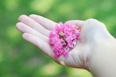 Close-up of cropped hand holding flower