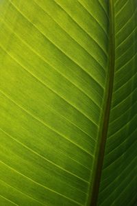 Full frame shot of leaf