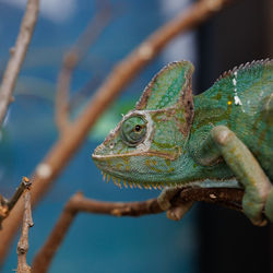 Close-up of lizard