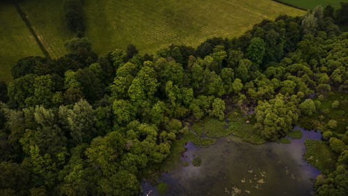 High angle view of trees in forest