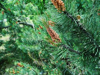 Full frame shot of tree trunk