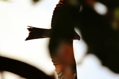 Close-up of plant against blurred background