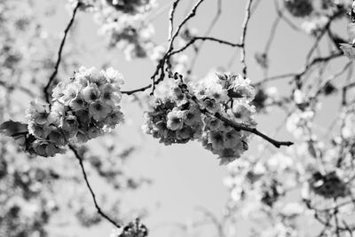 Low angle view of apple blossoms in spring