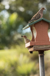 Red bellied woodpecker melanerpes carolinus and a mourning dove zenaida macroura on a bird feeder