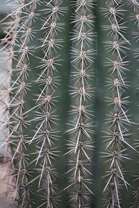 Full frame shot of cactus