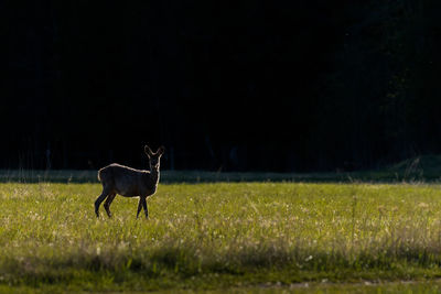 Deer in a field