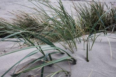 Close-up of grass on beach