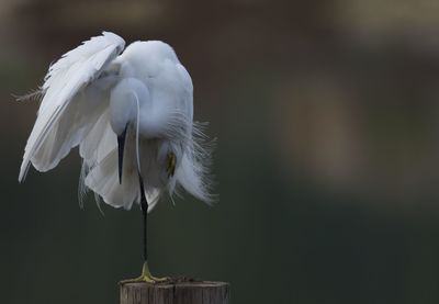 Close-up of a bird flying