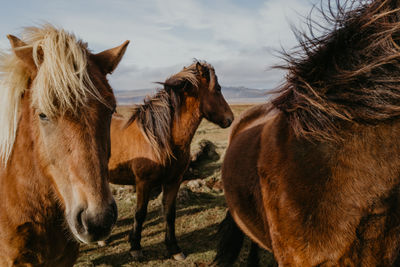 Icelandic horses in the field in iceland