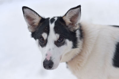 Close-up portrait of dog