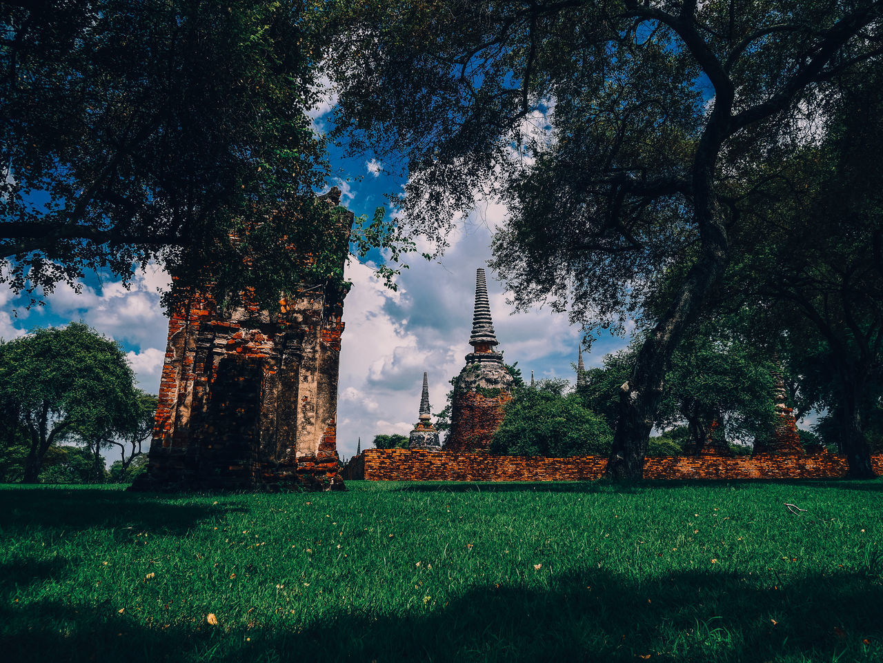 VIEW OF TREES GROWING AGAINST SKY