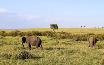 Wild elephants in the bushveld of africa on a sunny day
