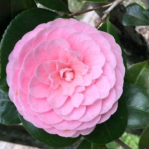 Close-up of pink rose