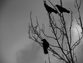 Low angle view of silhouette bird perching on bare tree against sky