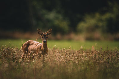 Deer standing on field