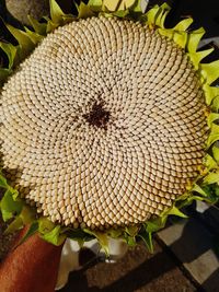 Close-up of flowering plant