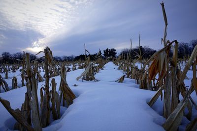 Panoramic view of snow covered field against sky