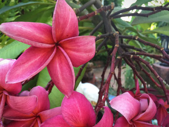 Close-up of pink flowers blooming outdoors