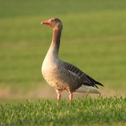 Duck on a field