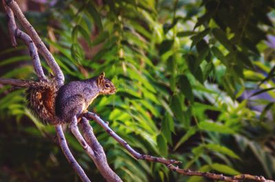 Squirrel on a tree