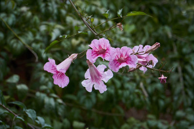 Close-up of pink flowering plant