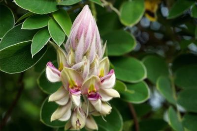 Close-up of pink flower blooming outdoors