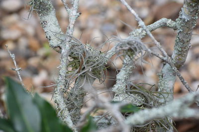 Close-up of dead plant on field