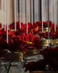 Close-up of red flowering plants on table