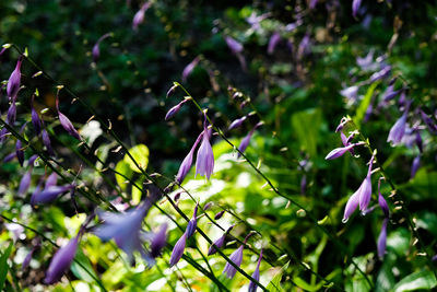 Close-up of purple flowers blooming on branch