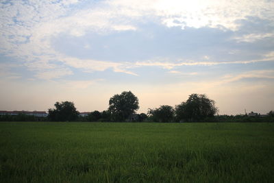 Trees on grassy field against cloudy sky