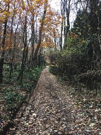 Dirt road amidst trees against sky