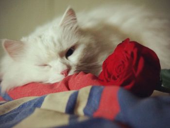 Close-up of cat sleeping on bed at home