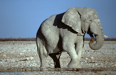 Close-up of white elephant on field against sky