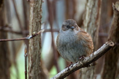 Close-up of dunnock perching on branch