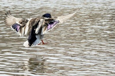 Duck landing on the lake