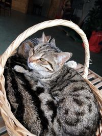 Close-up of cat sleeping in basket
