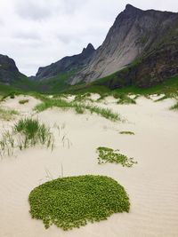 Fresh green plants on sand against sky
