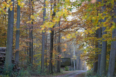 Trees in forest during autumn