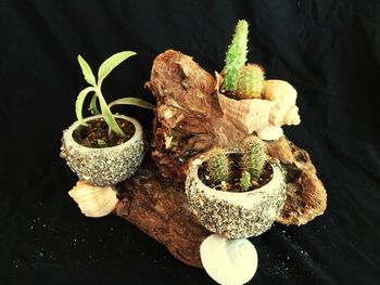 High angle view of vegetables on table