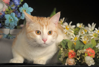 Close-up portrait of a cat