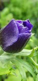 Close-up of purple iris flower