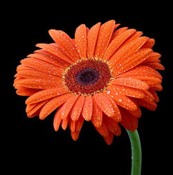 Close-up of orange flower blooming against black background