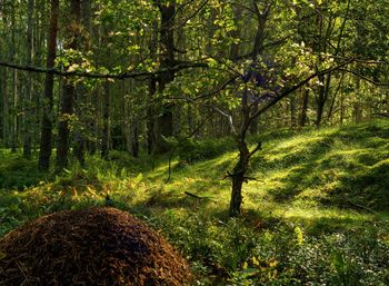 Trees in forest