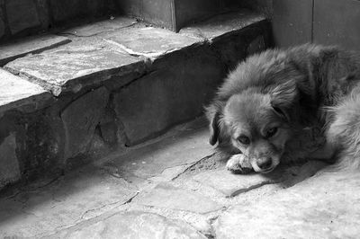 High angle portrait of puppy relaxing outdoors