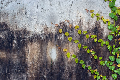 Close-up of plants on wall