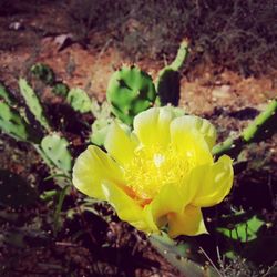 Close-up of yellow flower blooming outdoors