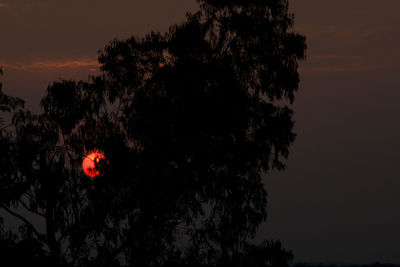 Low angle view of silhouette trees against sky at sunset