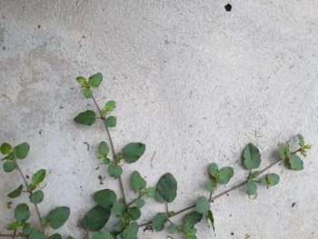 Close-up of plant growing on wall