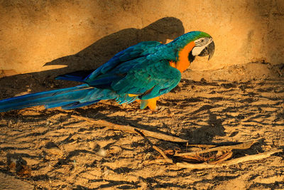 Close-up of peacock